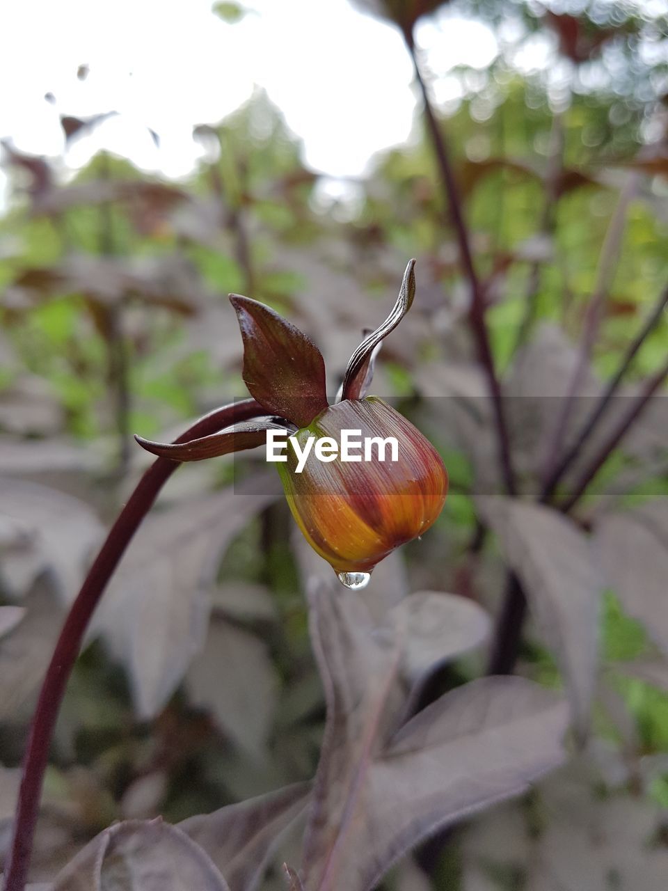 CLOSE-UP OF PLANT AGAINST WHITE BACKGROUND