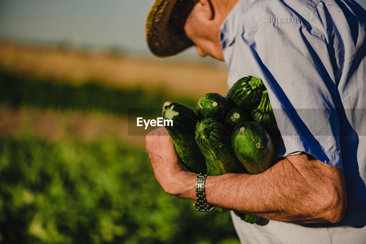 Side view of unrecognizable elderly male farmer in straw hat carrying pile of ripe green zucchini while harvesting vegetables in agricultural field in summer day