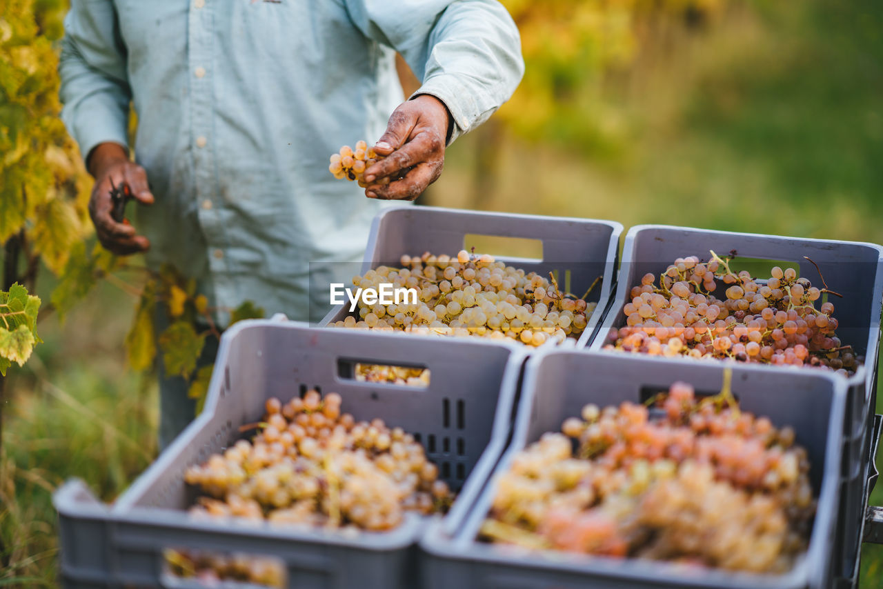 Midsection of male farmer harvesting grapes at vineyard