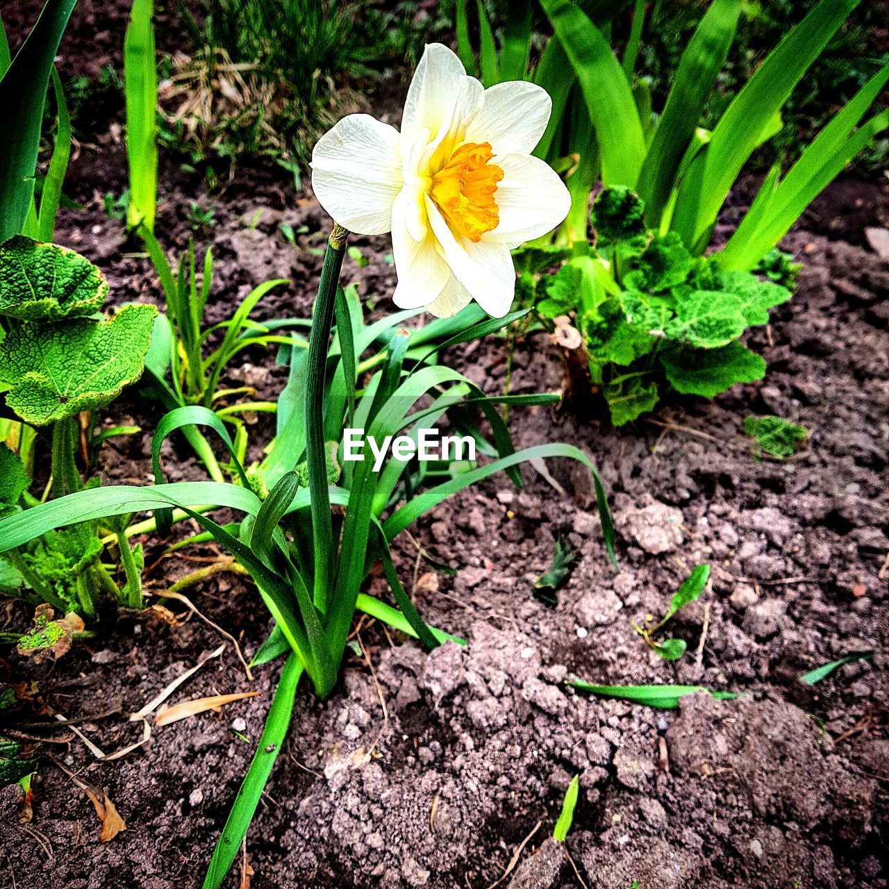 CLOSE-UP OF FLOWER BLOOMING ON FIELD