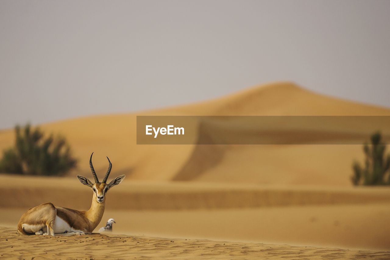 Impala sitting at desert against sky