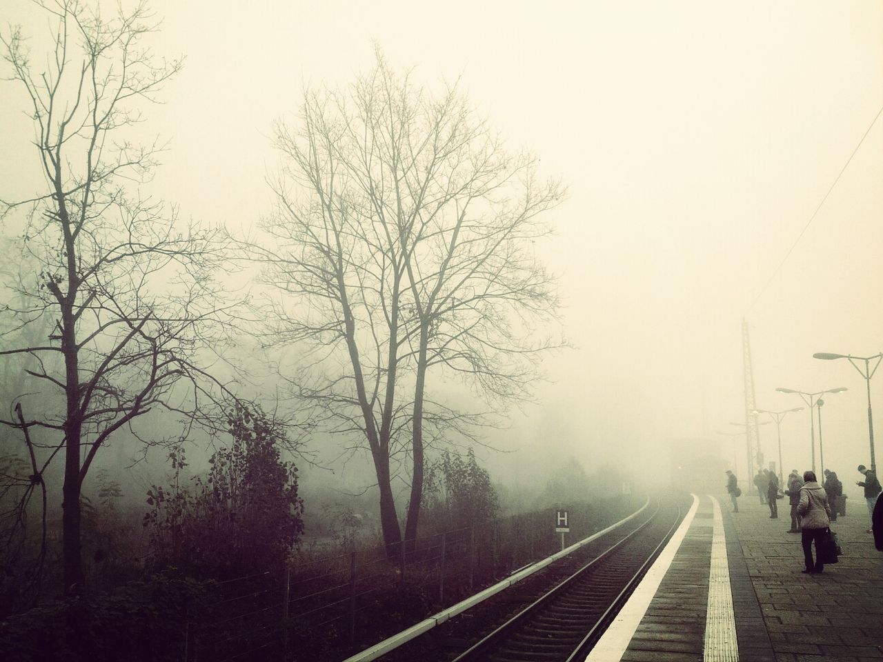 RAILROAD TRACKS IN FOREST