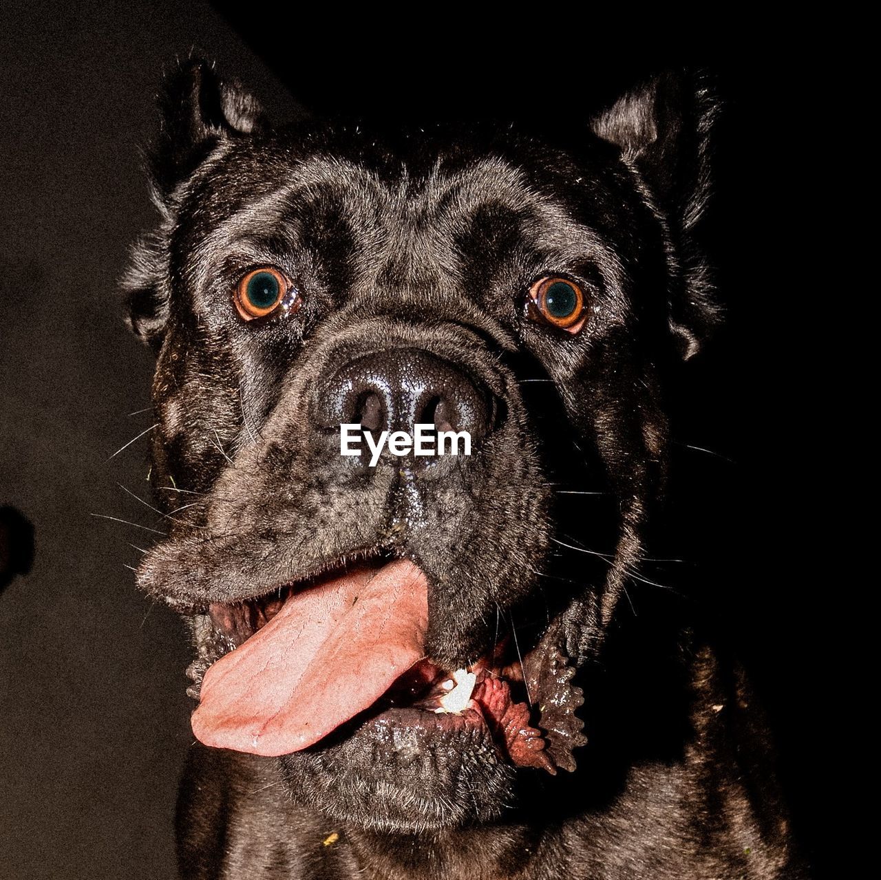 CLOSE-UP PORTRAIT OF BLACK DOG AGAINST GRAY BACKGROUND