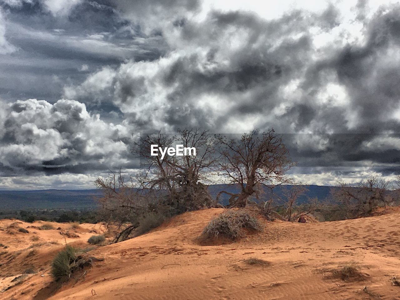 TREES ON LANDSCAPE AGAINST CLOUDY SKY