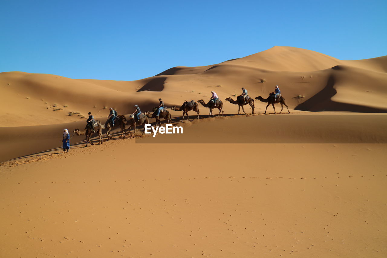 Tuareg leads tourists riding camels in desert