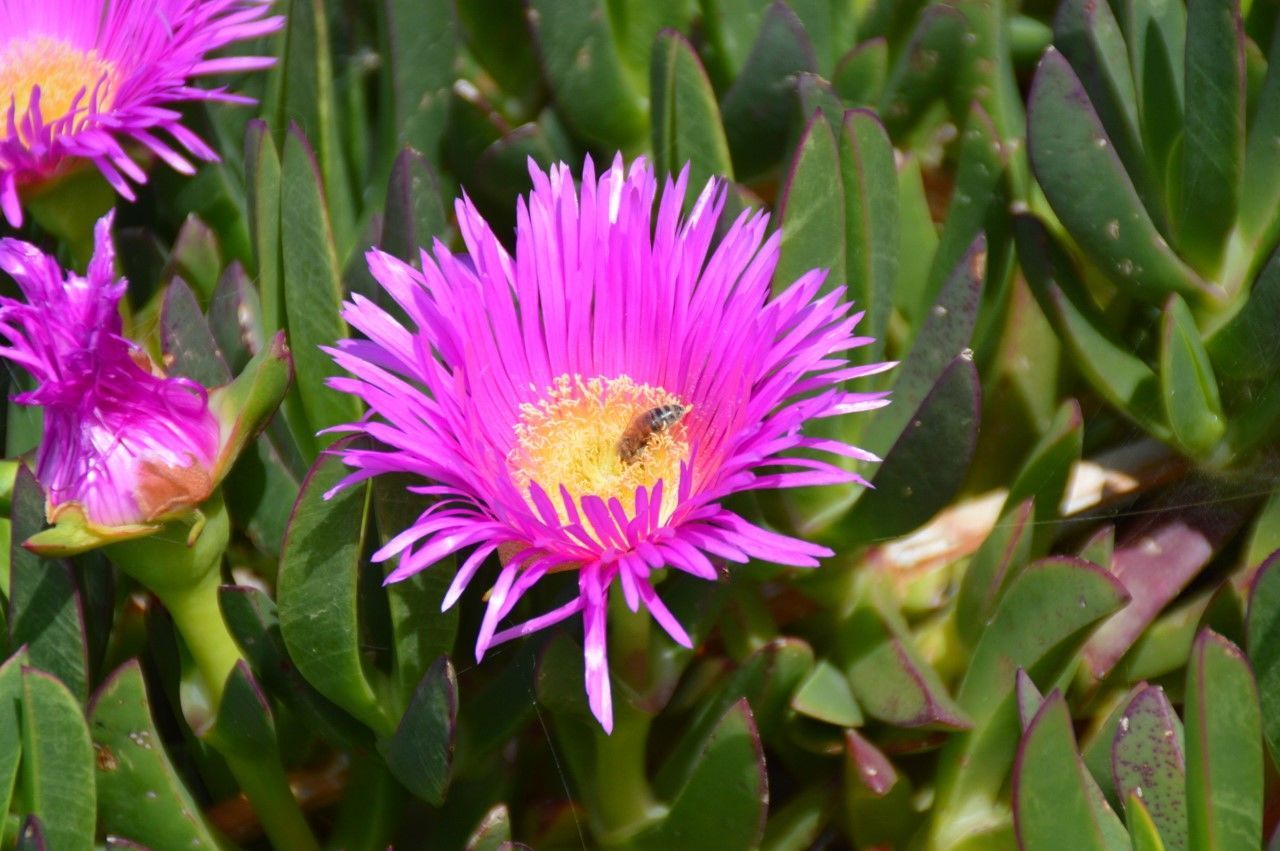 HONEY BEE POLLINATING ON PURPLE FLOWER