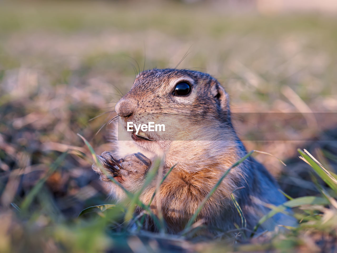 animal themes, animal, animal wildlife, one animal, wildlife, nature, mammal, squirrel, no people, grass, rodent, portrait, whiskers, selective focus, prairie, outdoors, eating, prairie dog, close-up, animal body part, plant, chipmunk