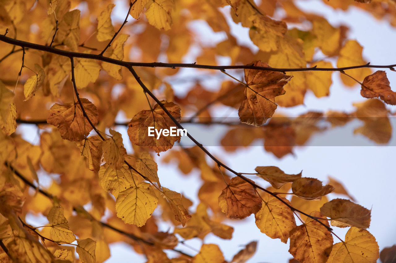 Close-up of dry leaves on tree