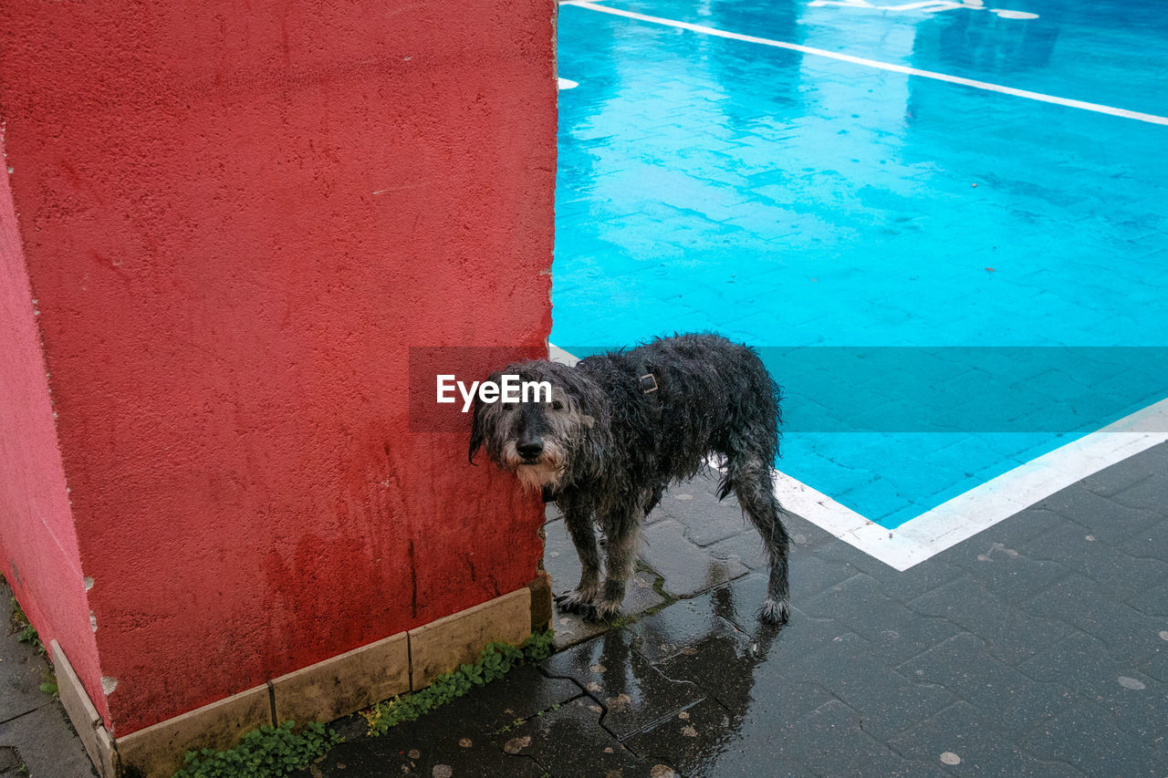 High angle portrait of wet dog standing by swimming pool