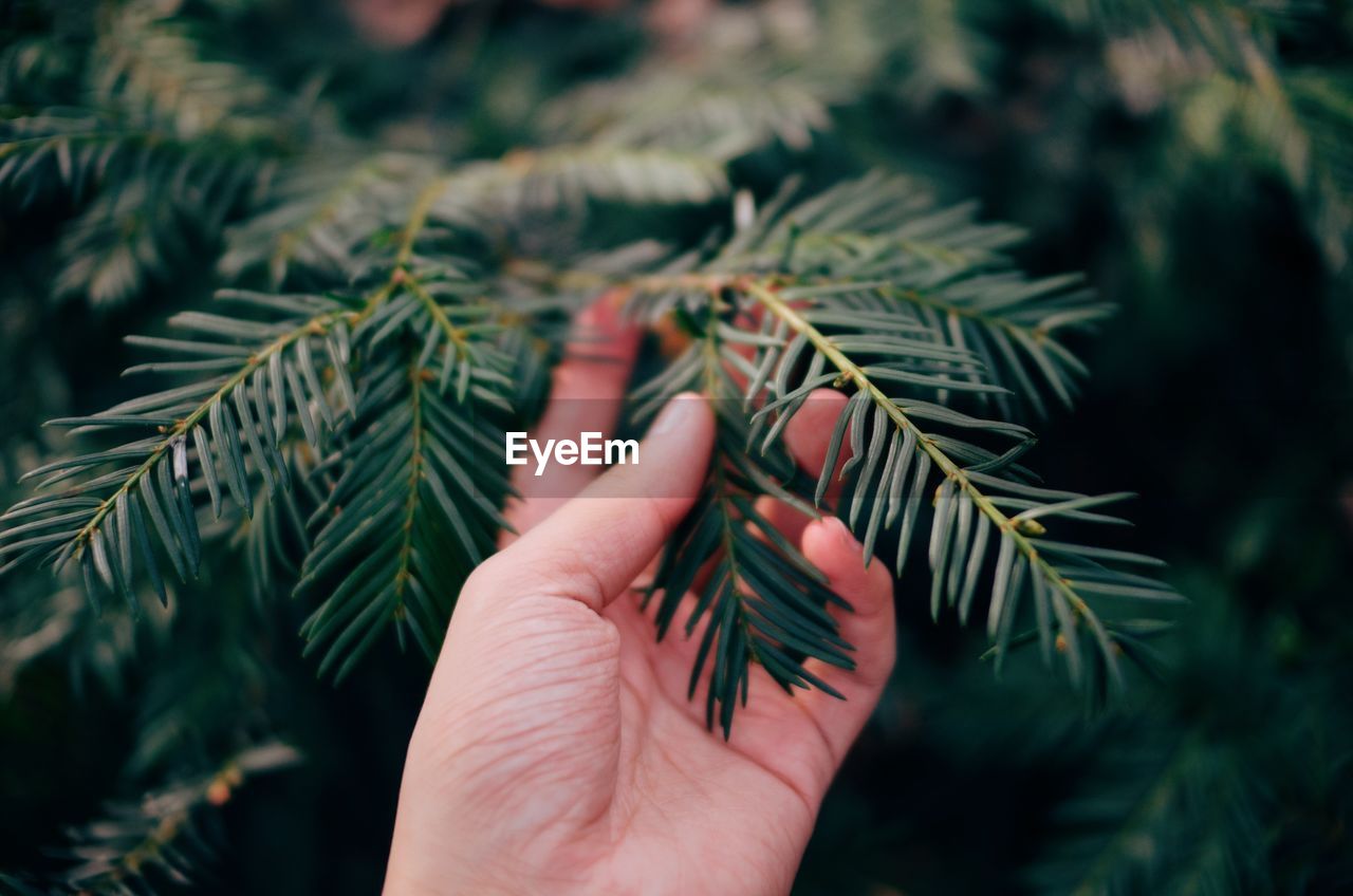 Close-up of hand on tree
