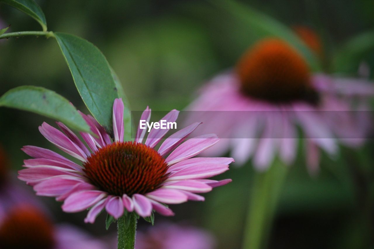 CLOSE-UP OF PINK CONEFLOWER