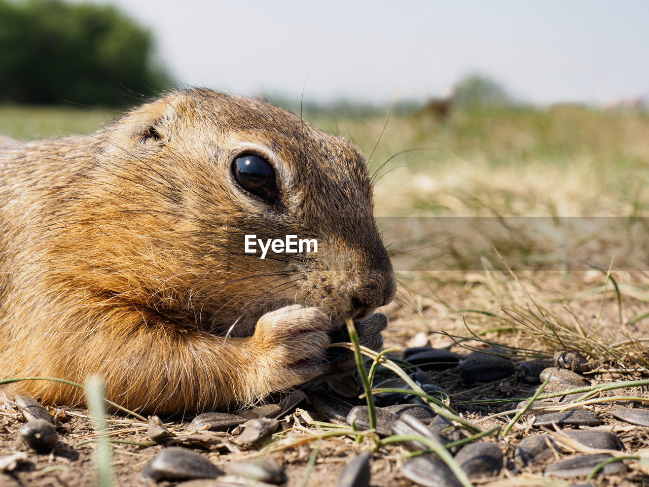 animal, animal themes, animal wildlife, one animal, wildlife, mammal, rodent, whiskers, nature, squirrel, prairie dog, eating, no people, close-up, grass, plant, pet, day, outdoors, animal body part, side view, portrait, land, cute, brown, chipmunk