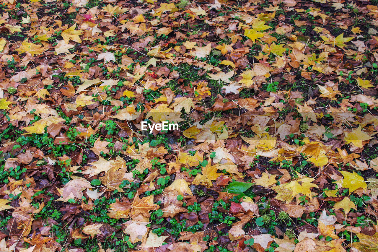 High angle view of maple leaves on field during autumn