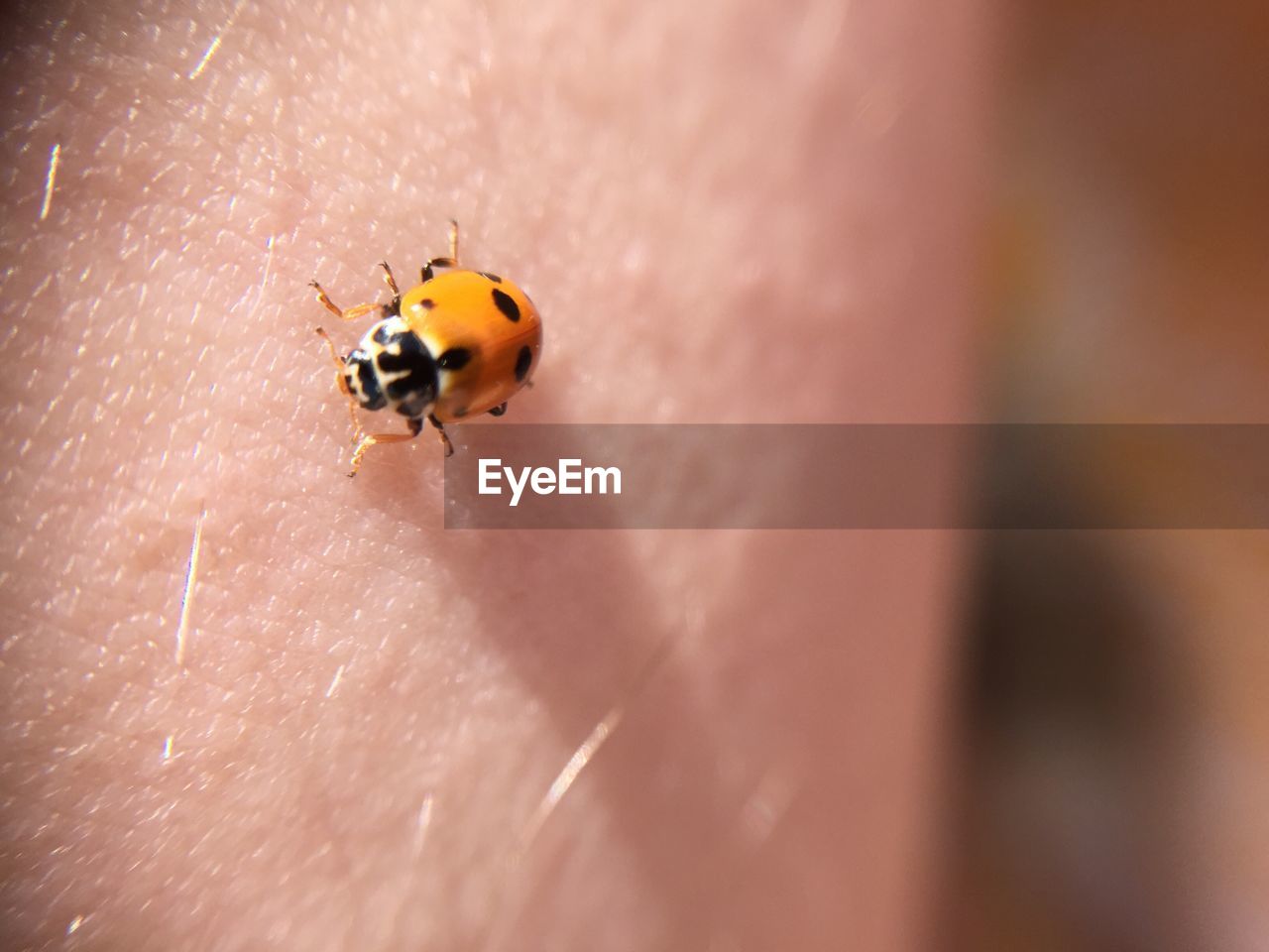 Close-up of ladybug on skin