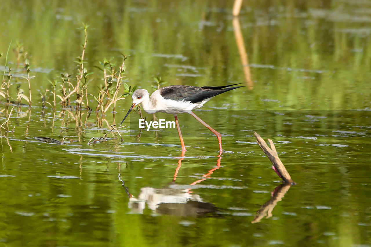 close-up of bird in lake
