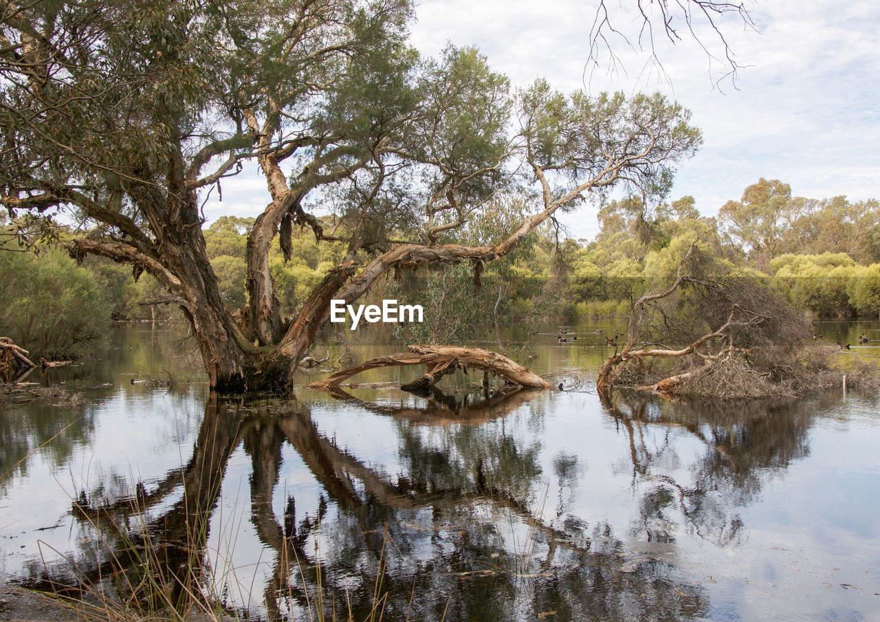 Reflection of melaleuca tree on lake
