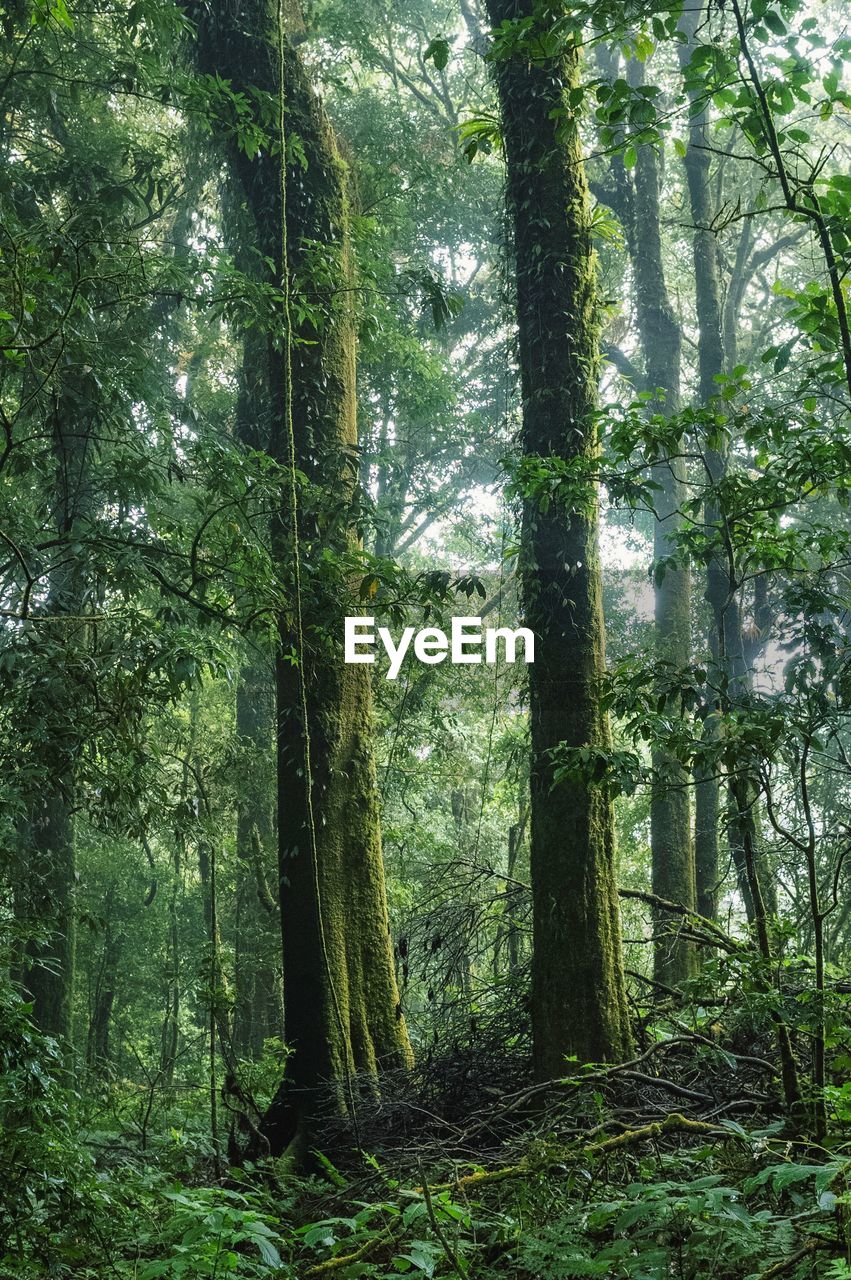 TREES GROWING IN FOREST