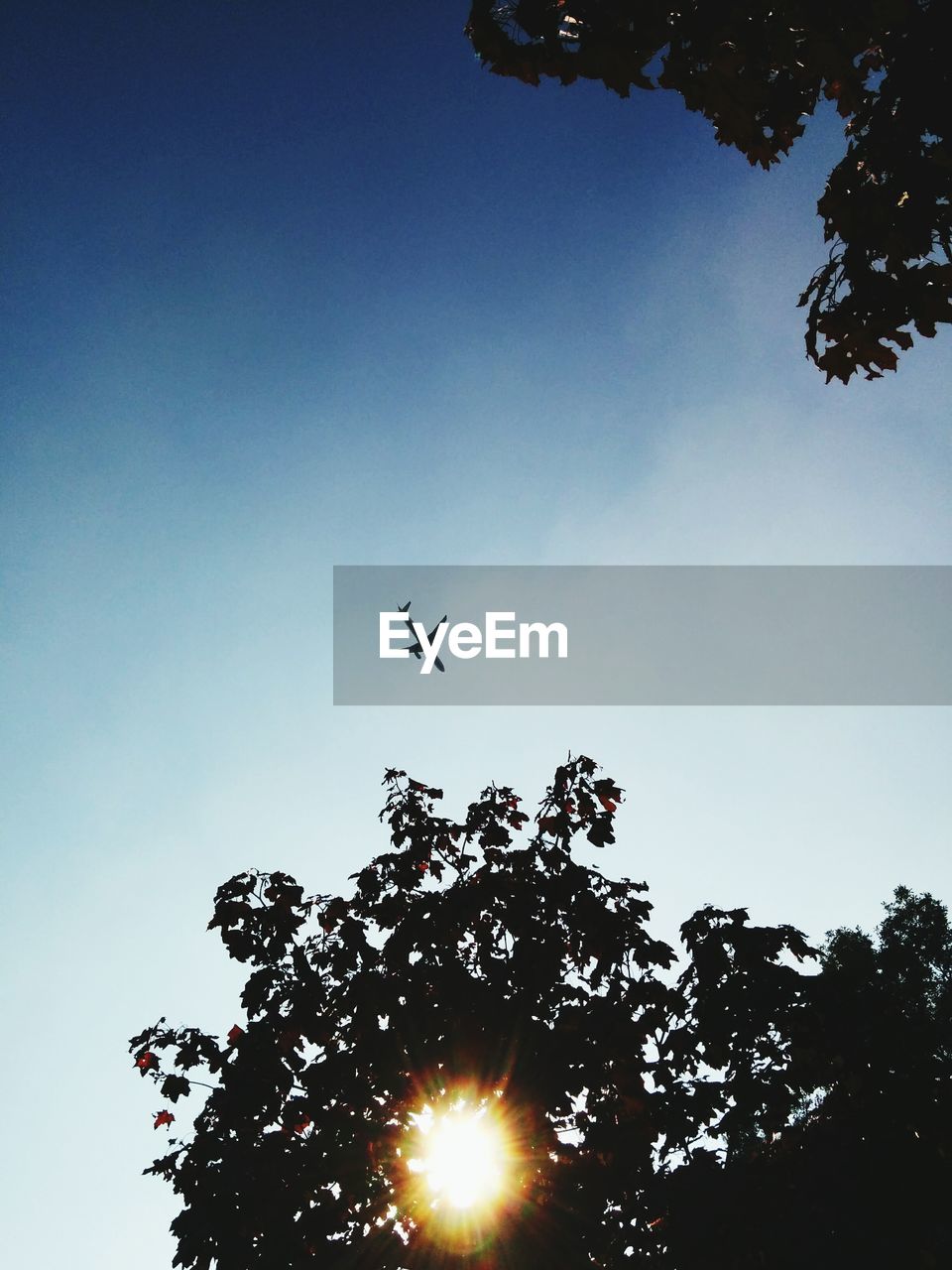 LOW ANGLE VIEW OF AIRPLANE FLYING AGAINST TREES