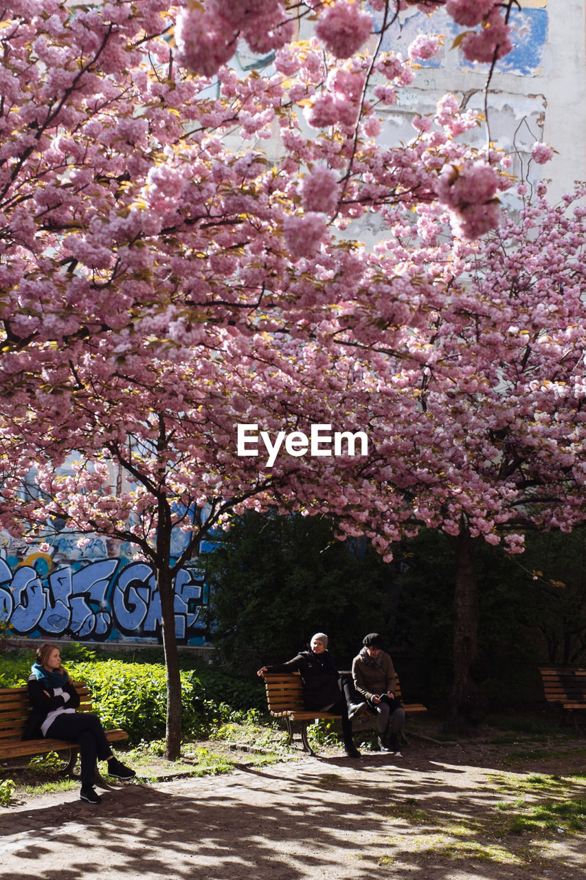 People sitting on bench under cherry tree at park