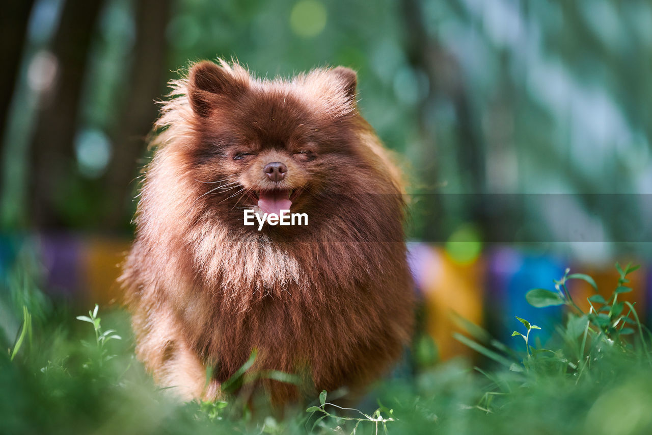 Pomeranian spitz dog in garden. cute brown pomeranian puppy spitz pom dog, green grass background