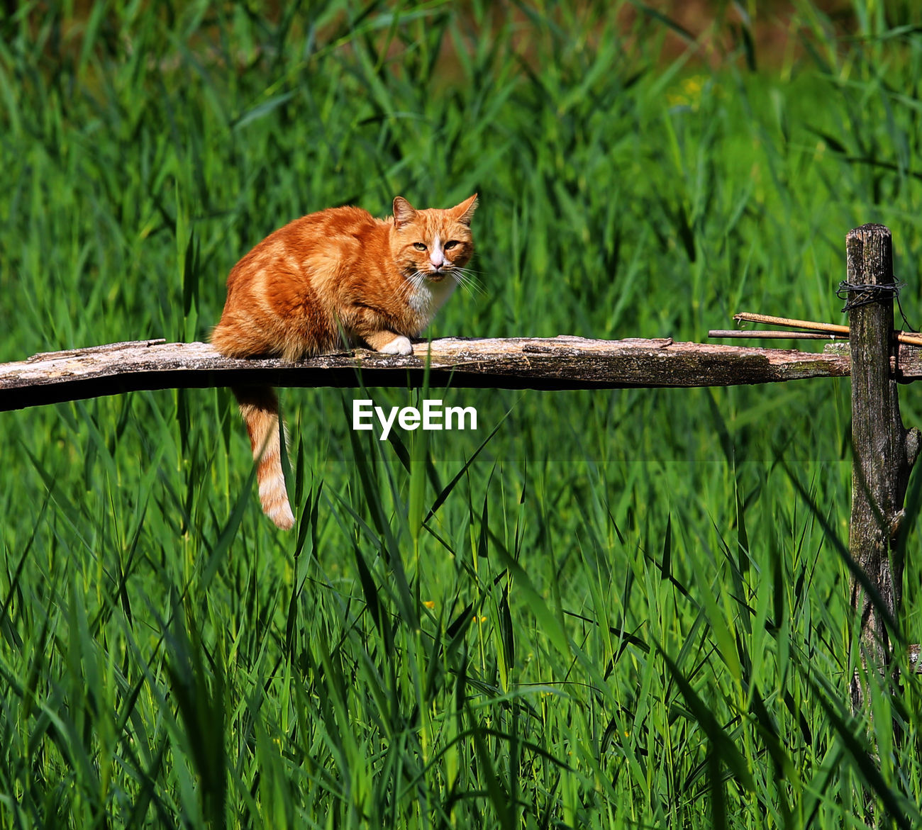 Cat On Wooden Railing Id 95780367