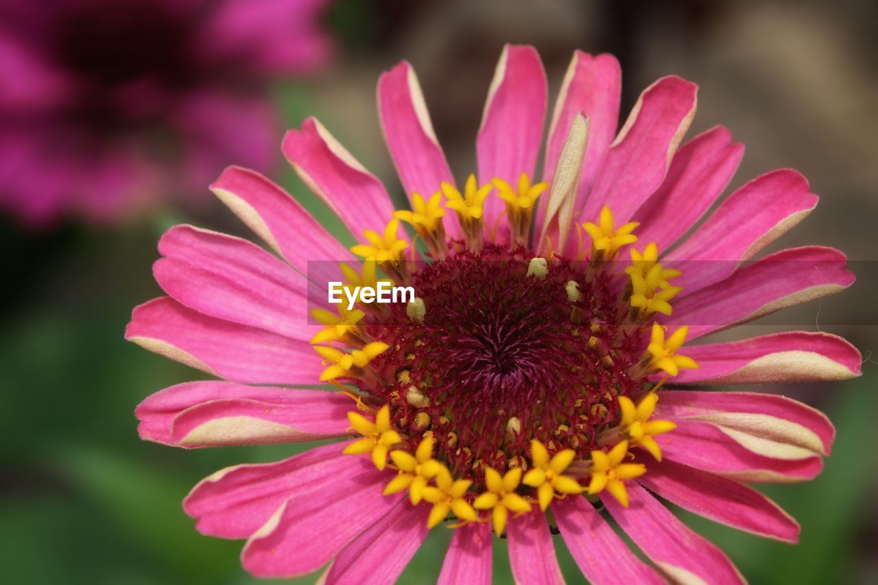 CLOSE-UP OF PINK DAISY