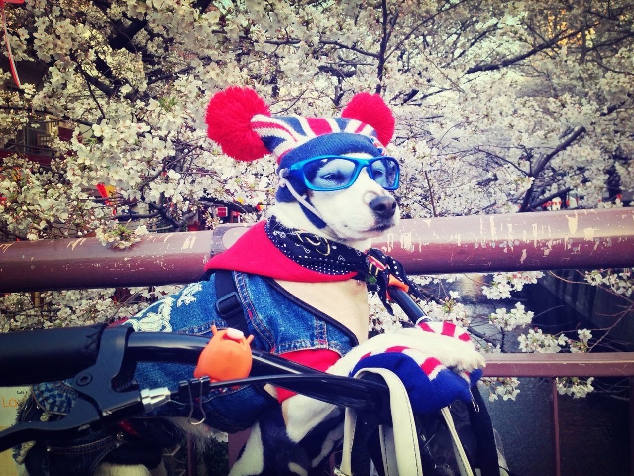 Dog wearing funny costume sitting on bike