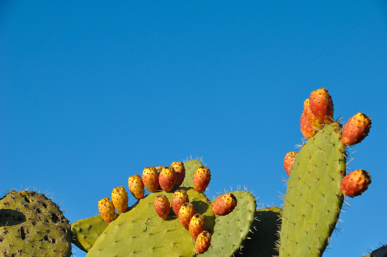 Low angle view of prickly pear cactus against clear blue sky