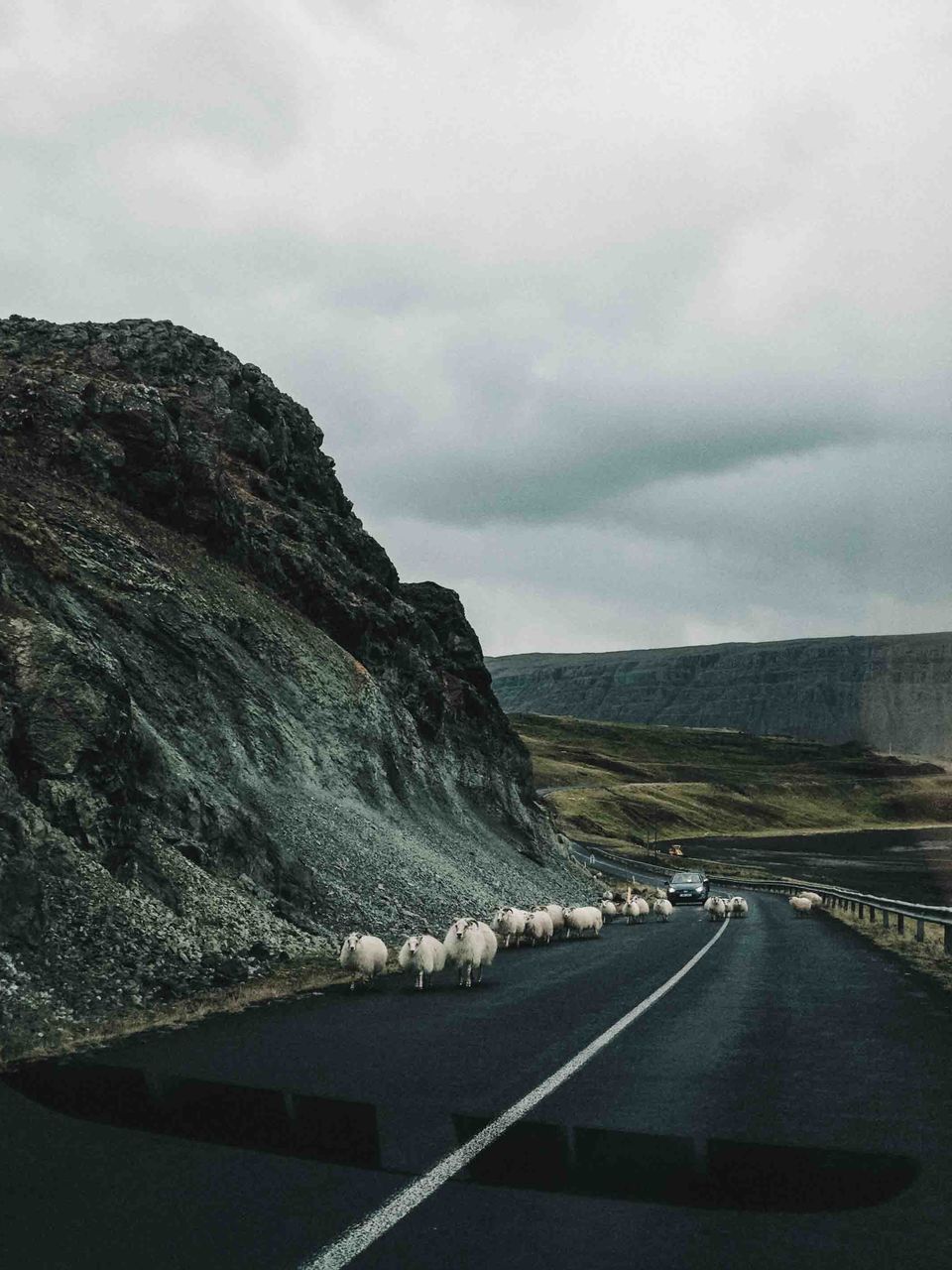 Flock of sheep on road by mountains against cloudy sky