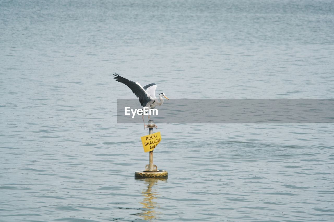 Bird perching on pole amidst sea