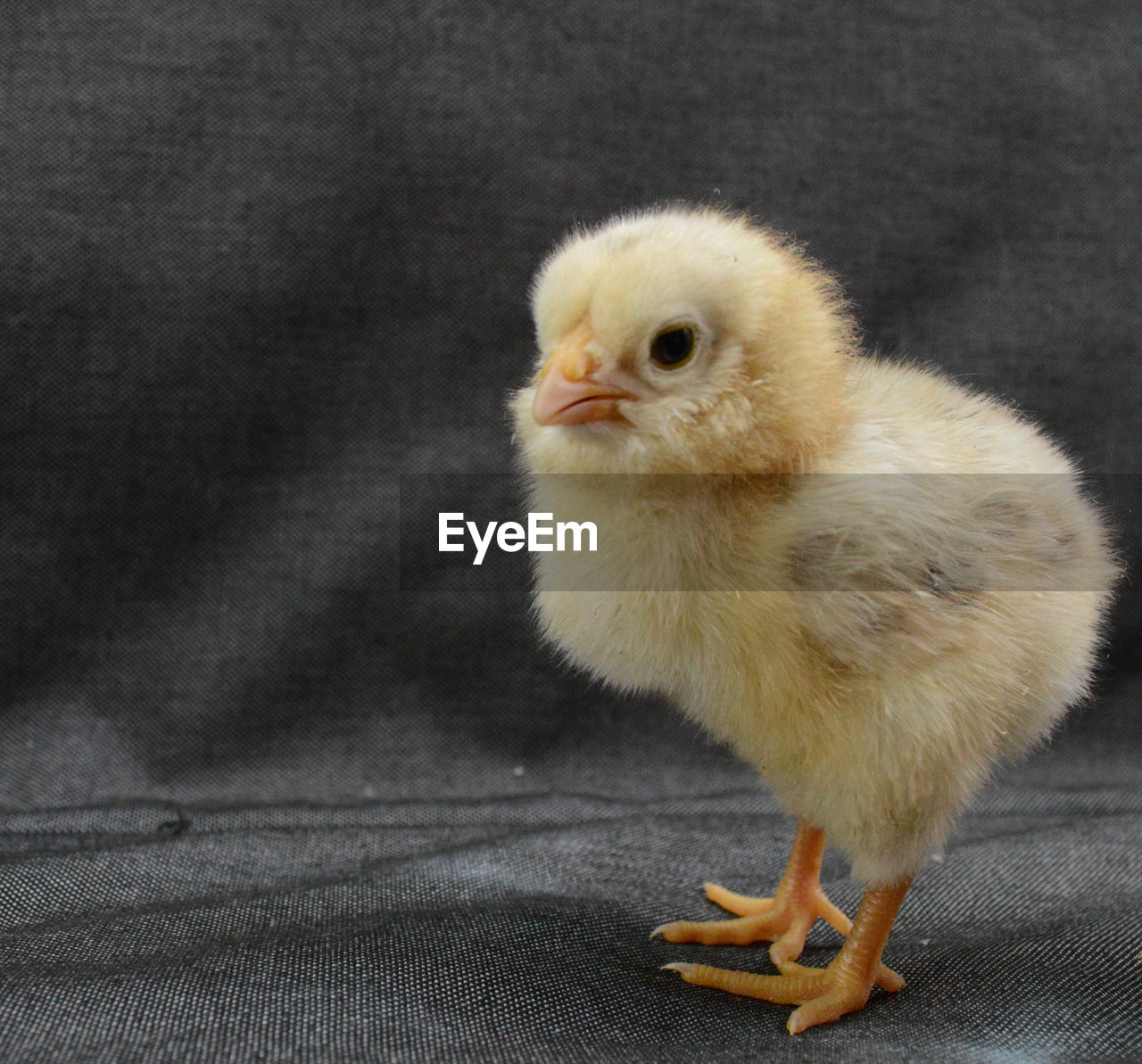 Close-up of baby chicken against gray background