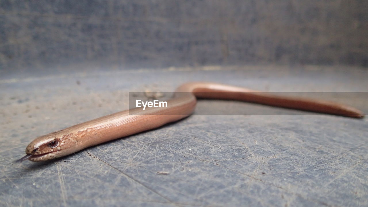 CLOSE-UP OF SNAKE ON TABLE