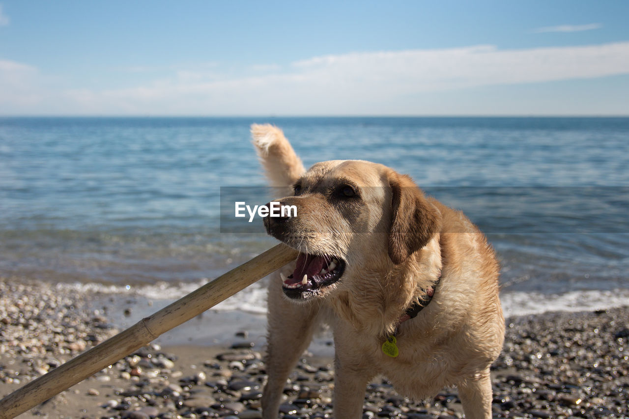 DOG LYING ON BEACH
