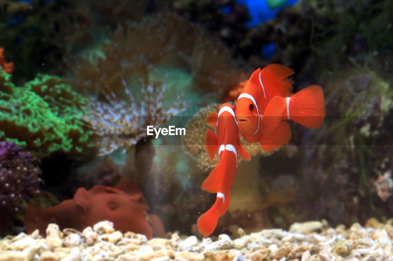 View of clown fish swimming in sea
