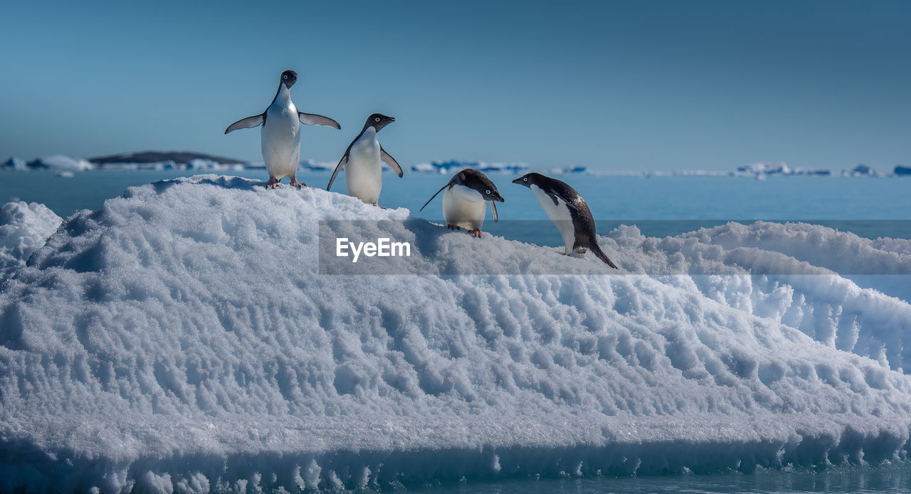 VIEW OF BIRDS IN SNOW