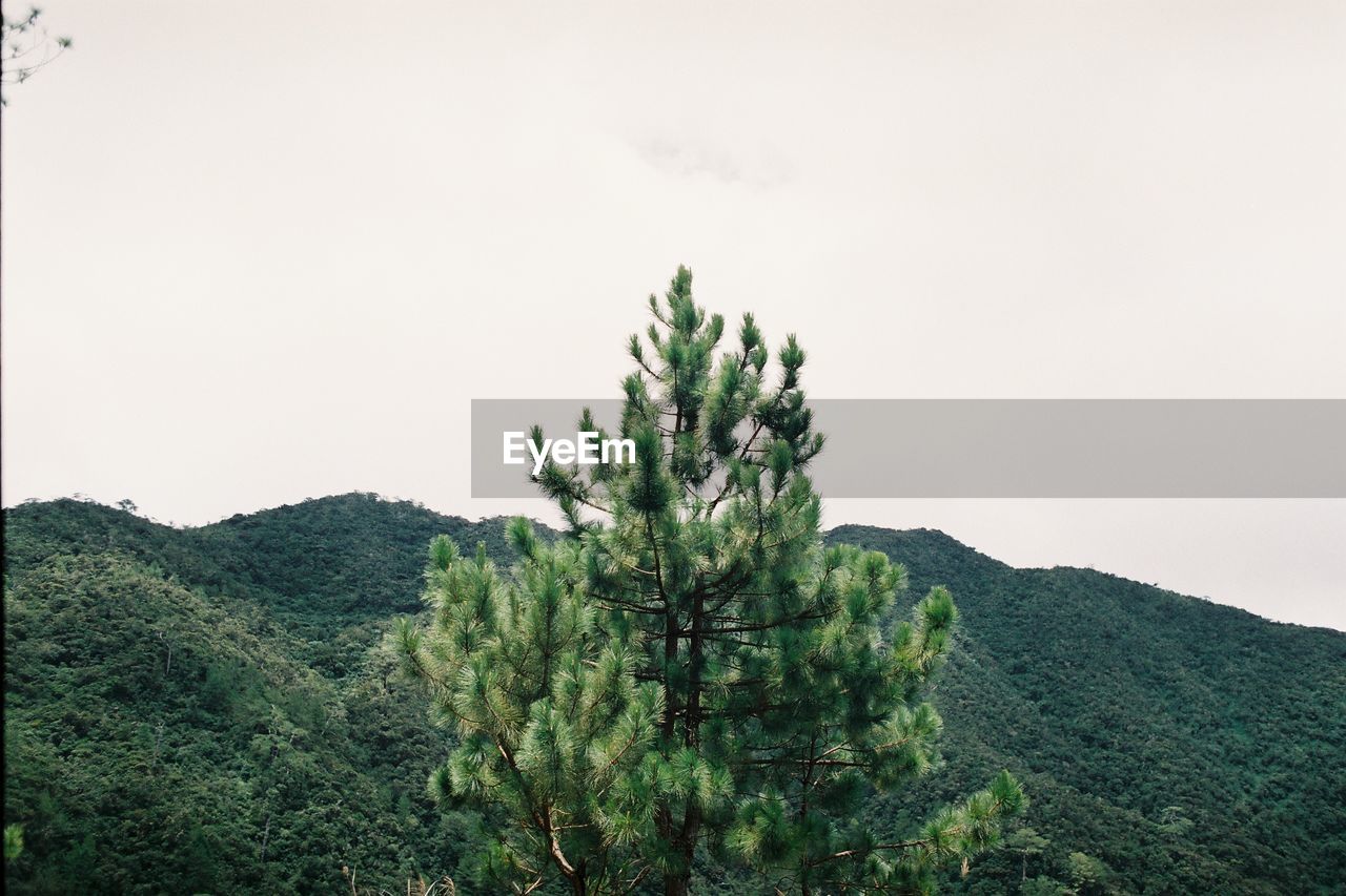 LOW ANGLE VIEW OF TREES AGAINST CLEAR SKY
