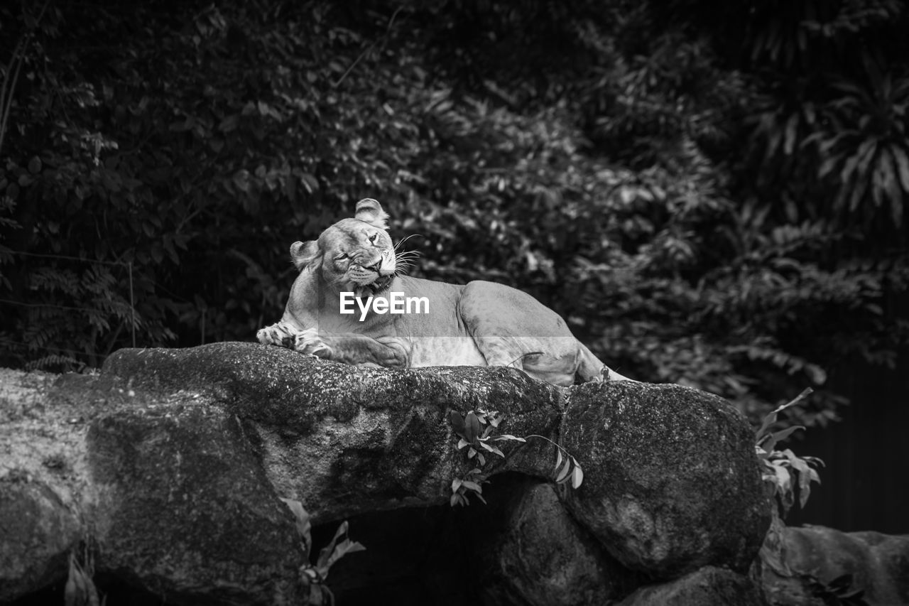 Lioness resting on rock