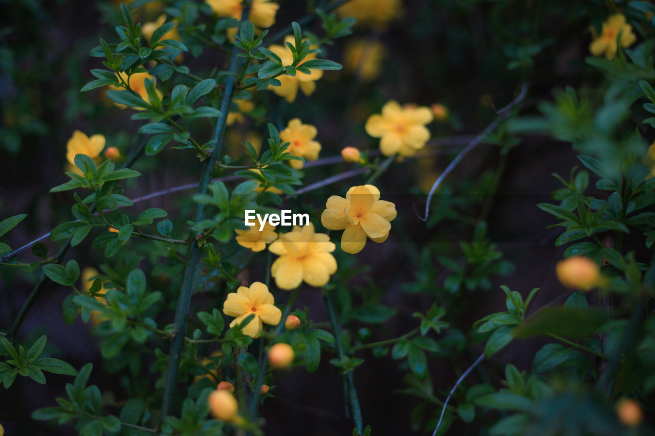 CLOSE-UP OF YELLOW FLOWERING PLANTS AGAINST BLURRED BACKGROUND