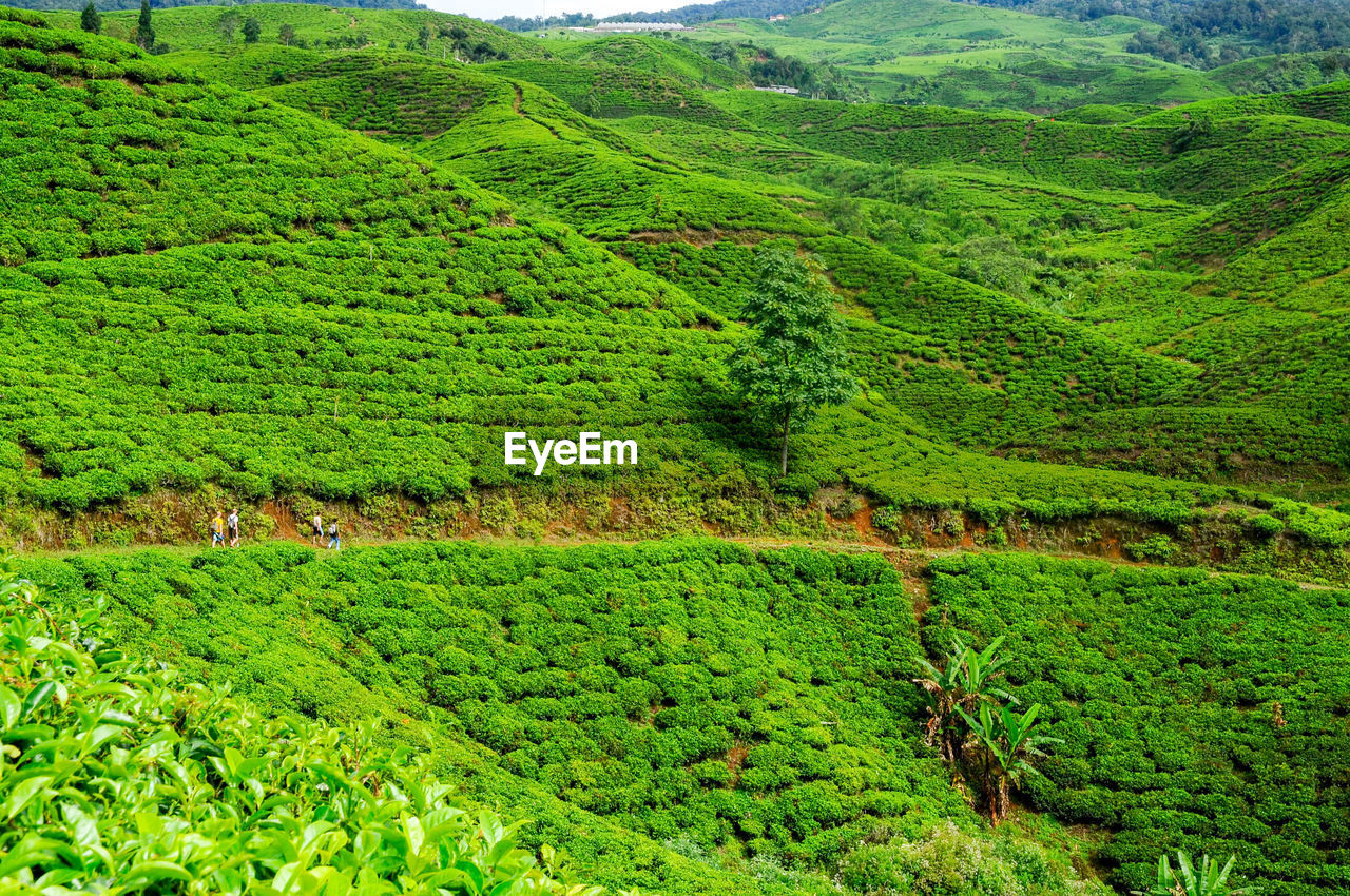 High angle view of agricultural landscape of tea plantation with footpath
