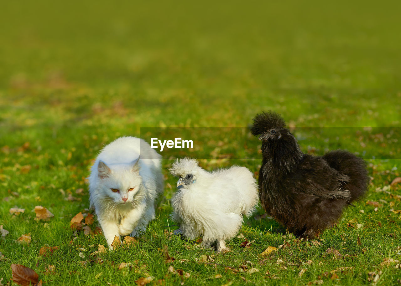 animal themes, animal, group of animals, bird, grass, mammal, young animal, pet, domestic animals, plant, livestock, chicken, no people, young bird, nature, two animals, field, green, day, meadow, land, animal wildlife, cute, agriculture, beak, outdoors, wildlife, white