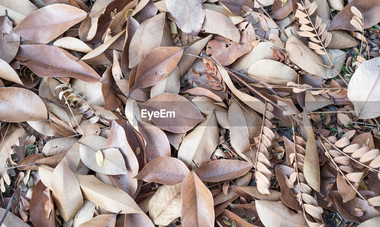FULL FRAME SHOT OF DRIED LEAVES ON DISPLAY