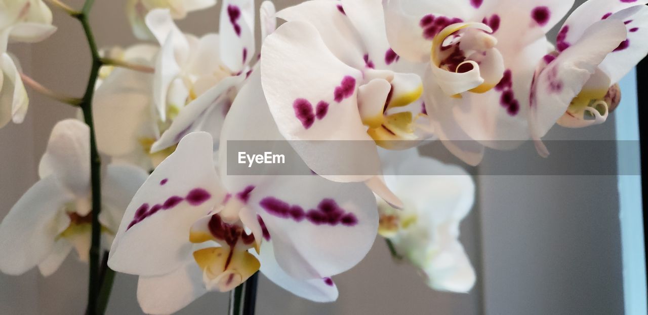 CLOSE-UP OF WHITE ORCHIDS ON PLANT