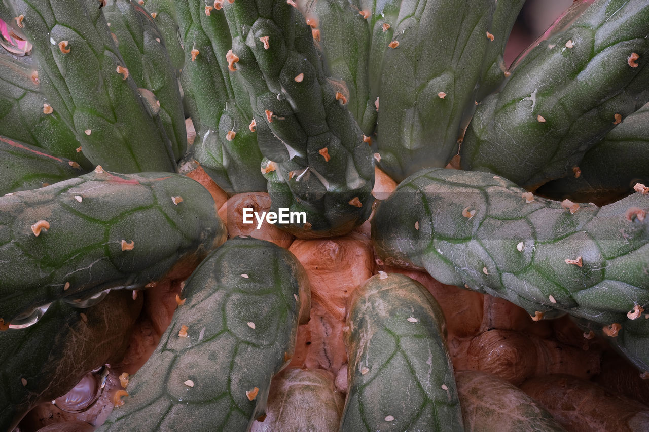 Enlargement of branched succulent plant with water drops