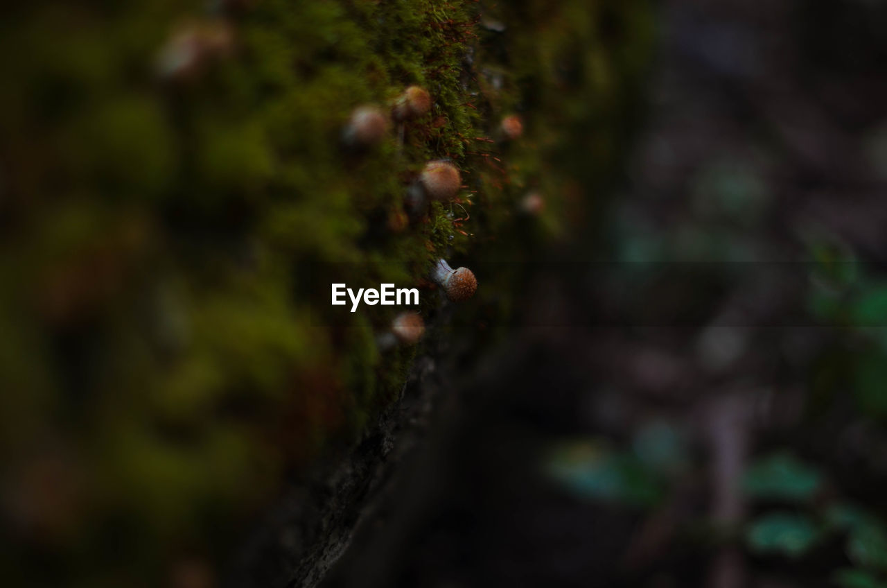CLOSE-UP OF MUSHROOM GROWING IN FOREST