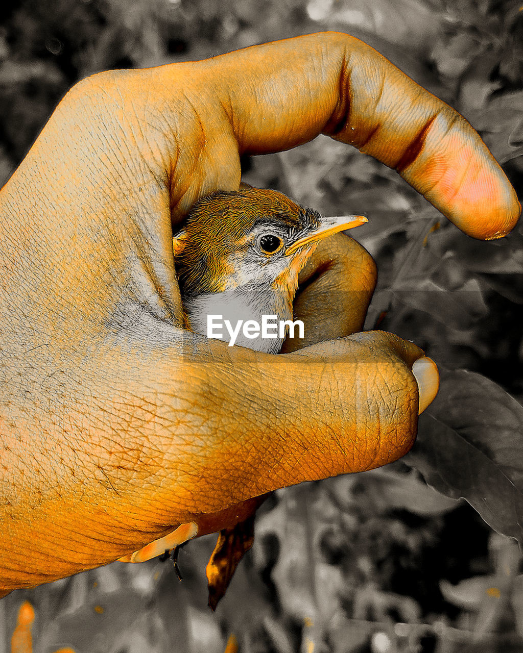 CLOSE-UP OF HAND HOLDING BIRD