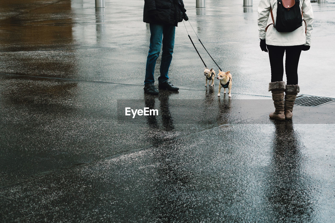 Low section of woman with dogs walking on wet street