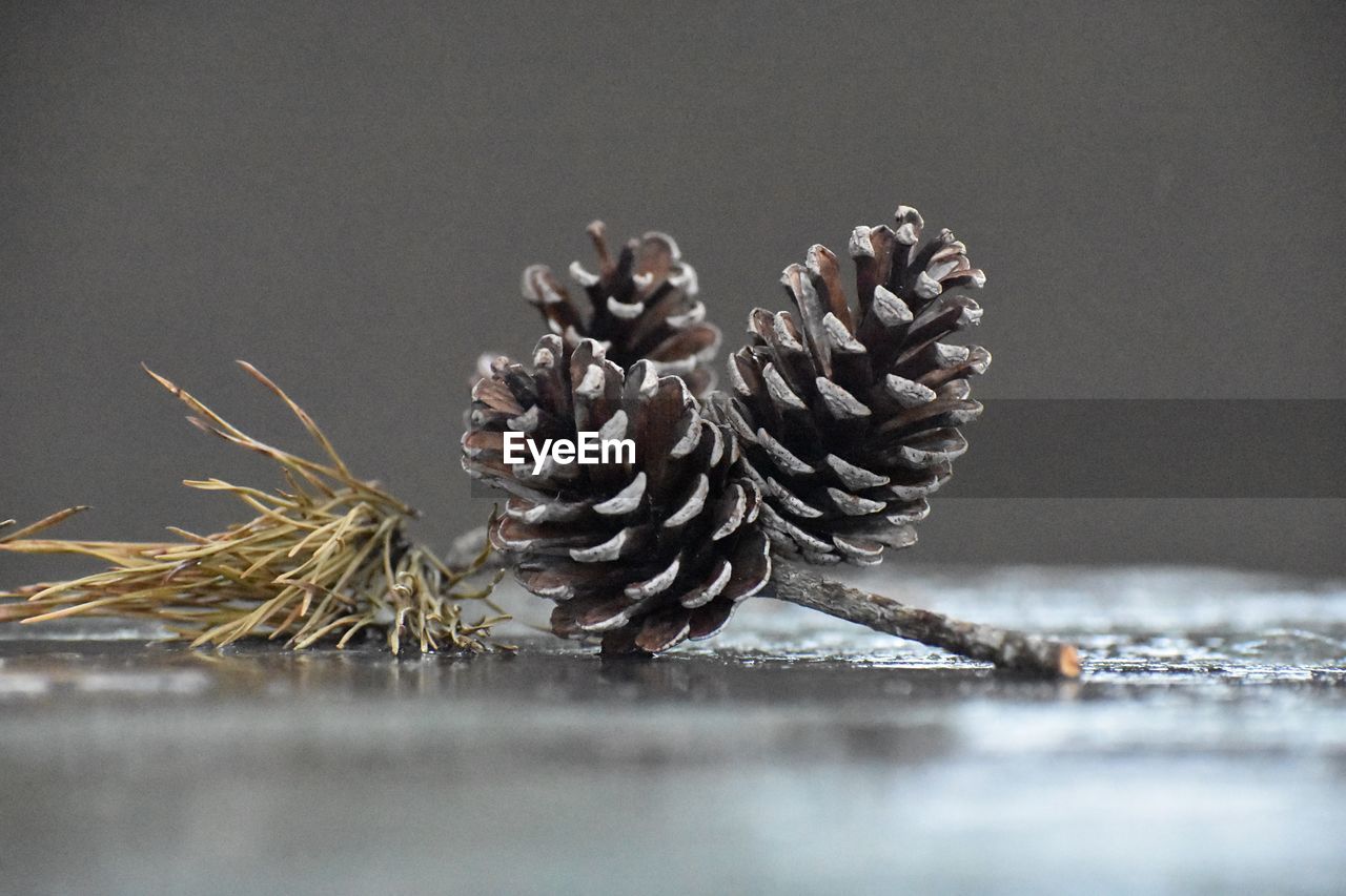 Close-up of pine cones on table