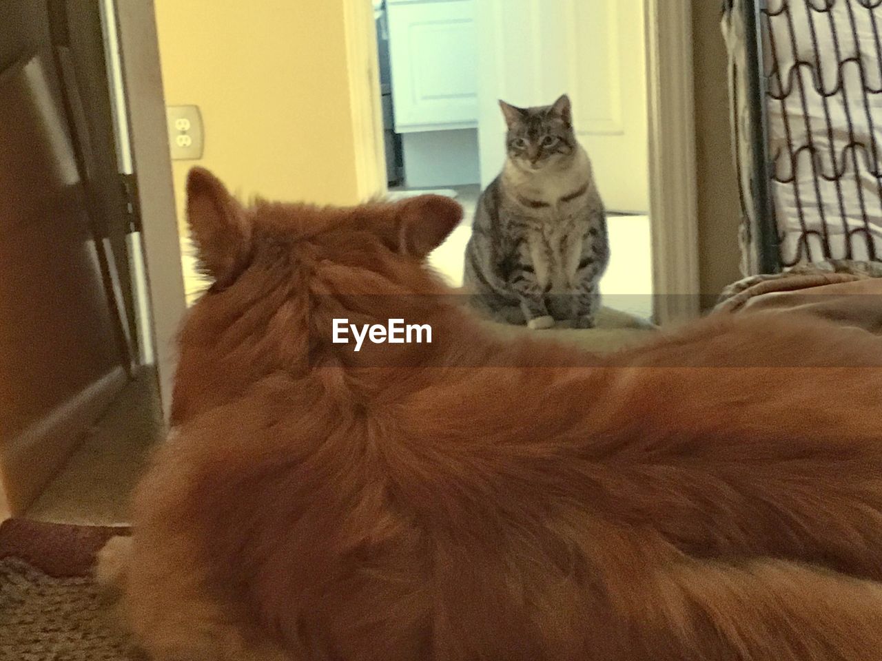 PORTRAIT OF CAT