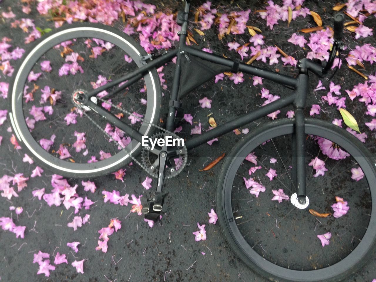 HIGH ANGLE VIEW OF FLOWERS ON GROUND