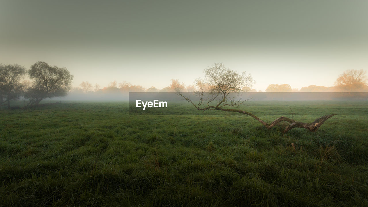 SCENIC VIEW OF FIELD AGAINST CLEAR SKY